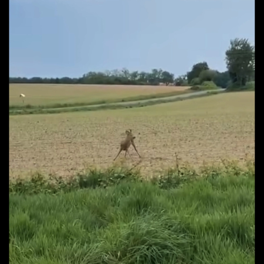 French Cops Warn Drivers Drunk Deer Are Dangerous On The Road. Sober Deer Still OK