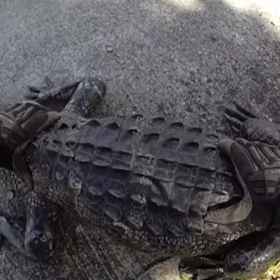 Florida Man And Sheriff's Deputy Shoos An Alligator Off Busy Highway Like It's Just A Tuesday